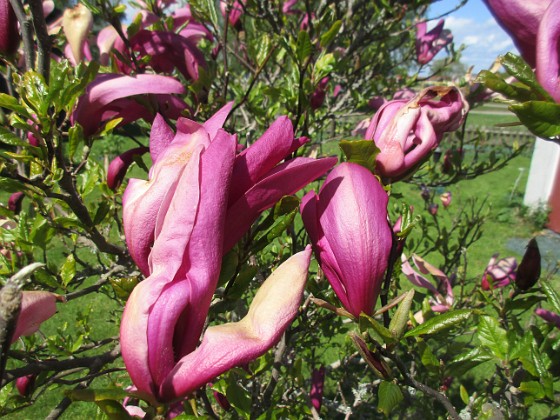 Magnolia {  } 
