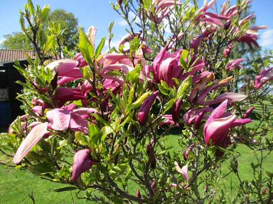 Magnolia {  } 