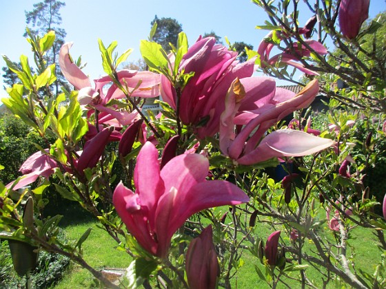 Magnolia {  } 