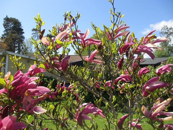 Magnolia {  } 