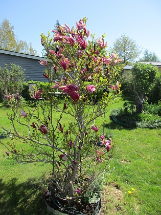 Magnolia {  } 