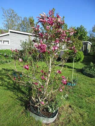 Magnolia {  } 