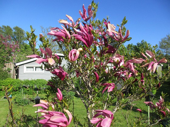 Magnolia {  } 