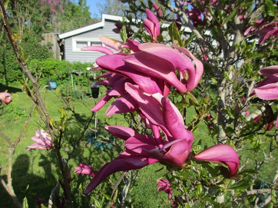 Magnolia {  } 