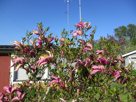 Magnolia {  } 