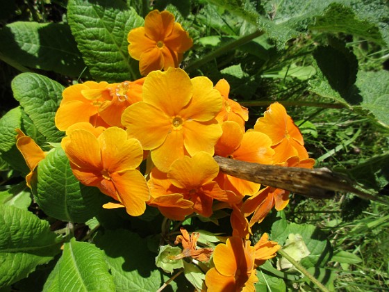 Primula {  } 