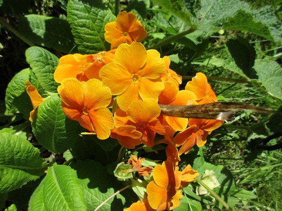 Primula {  } 
