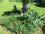Björken&nbsp;&nbsp;
&nbsp;&nbsp;
2026-05-17 Björken_0041