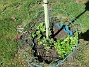 Rundel&nbsp;&nbsp;
&nbsp;&nbsp;
2026-05-25 Rundel_0076