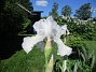 Iris&nbsp;&nbsp;
&nbsp;&nbsp;
2026-05-27 Iris_0001