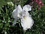 Iris&nbsp;&nbsp;
&nbsp;&nbsp;
2026-05-27 Iris_0002