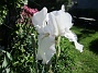 Iris&nbsp;&nbsp;
&nbsp;&nbsp;
2026-05-27 Iris_0003