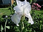 Iris&nbsp;&nbsp;
&nbsp;&nbsp;
2026-05-27 Iris_0004