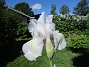 Iris&nbsp;&nbsp;
&nbsp;&nbsp;
2026-05-27 Iris_0006