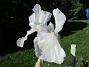 Iris&nbsp;&nbsp;
&nbsp;&nbsp;
2026-05-27 Iris_0007