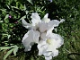 Iris&nbsp;&nbsp;
&nbsp;&nbsp;
2026-05-27 Iris_0008