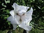 Iris&nbsp;&nbsp;
&nbsp;&nbsp;
2026-05-27 Iris_0009