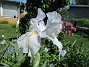 Iris&nbsp;&nbsp;
&nbsp;&nbsp;
2026-05-27 Iris_0036