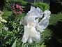 Iris&nbsp;&nbsp;
&nbsp;&nbsp;
2026-05-27 Iris_0037