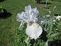 Iris&nbsp;&nbsp;
&nbsp;&nbsp;
2026-05-27 Iris_0038