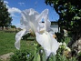 Iris&nbsp;&nbsp;
&nbsp;&nbsp;
2026-05-27 Iris_0039
