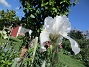 Iris&nbsp;&nbsp;
&nbsp;&nbsp;
2026-05-27 Iris_0040