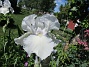 Iris&nbsp;&nbsp;
&nbsp;&nbsp;
2026-05-27 Iris_0041