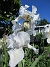 Iris&nbsp;&nbsp;
&nbsp;&nbsp;
2026-05-31 IMG_0017