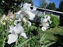 Iris&nbsp;&nbsp;
&nbsp;&nbsp;
2026-05-31 Iris_0015