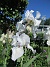 Iris&nbsp;&nbsp;
&nbsp;&nbsp;
2026-05-31 Iris_0016