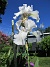 Iris&nbsp;&nbsp;
&nbsp;&nbsp;
2026-05-31 Iris_0018