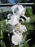 Iris&nbsp;&nbsp;
&nbsp;&nbsp;
2026-05-31 Iris_0019