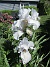 Iris&nbsp;&nbsp;
&nbsp;&nbsp;
2026-05-31 Iris_0020
