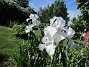 Iris&nbsp;&nbsp;
&nbsp;&nbsp;
2026-05-31 Iris_0022