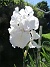 Iris&nbsp;&nbsp;
&nbsp;&nbsp;
2026-05-31 Iris_0028