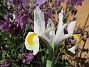 Iris&nbsp;&nbsp;
&nbsp;&nbsp;
2026-05-31 Iris_0039