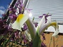 Iris&nbsp;&nbsp;
&nbsp;&nbsp;
2026-05-31 Iris_0040