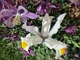 Iris&nbsp;&nbsp;
&nbsp;&nbsp;
2026-05-31 Iris_0041