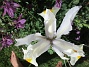 Iris&nbsp;&nbsp;
&nbsp;&nbsp;
2026-05-31 Iris_0042