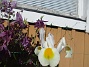 Iris&nbsp;&nbsp;
&nbsp;&nbsp;
2026-05-31 Iris_0043