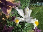 Iris&nbsp;&nbsp;
&nbsp;&nbsp;
2026-05-31 Iris_0044