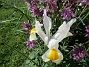 Iris&nbsp;&nbsp;
&nbsp;&nbsp;
2026-05-31 Iris_0045