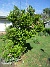 Magnolia&nbsp;&nbsp;
&nbsp;&nbsp;
2026-05-31 Magnolia_0014