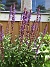 Salvia&nbsp;&nbsp;
&nbsp;&nbsp;
2026-06-21 Salvia_0041