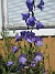 Stor Blåklocka&nbsp;&nbsp;
&nbsp;&nbsp;
2026-06-21 Stor Blåklocka_0042