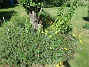 Björken&nbsp;&nbsp;
&nbsp;&nbsp;
2026-06-27 Björken_0009
