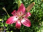 Lilja&nbsp;&nbsp;
&nbsp;&nbsp;
2026-06-27 Lilja_0002