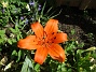 Lilja_0004&nbsp;&nbsp;
&nbsp;&nbsp;
2026-06-27 Lilja_0004