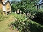 Fjärilsbuske&nbsp;&nbsp;
&nbsp;&nbsp;
2026-07-15 Fjärilsbuske_0045