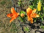 Lilja&nbsp;&nbsp;
&nbsp;&nbsp;
2026-07-15 Lilja_0016